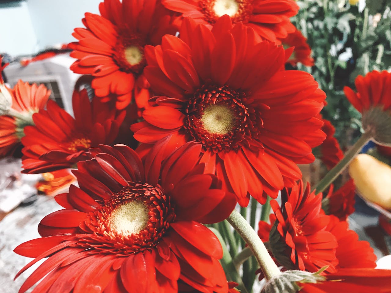 Local Startup Turns Himalayan Herbs Into Global Wellness Trend